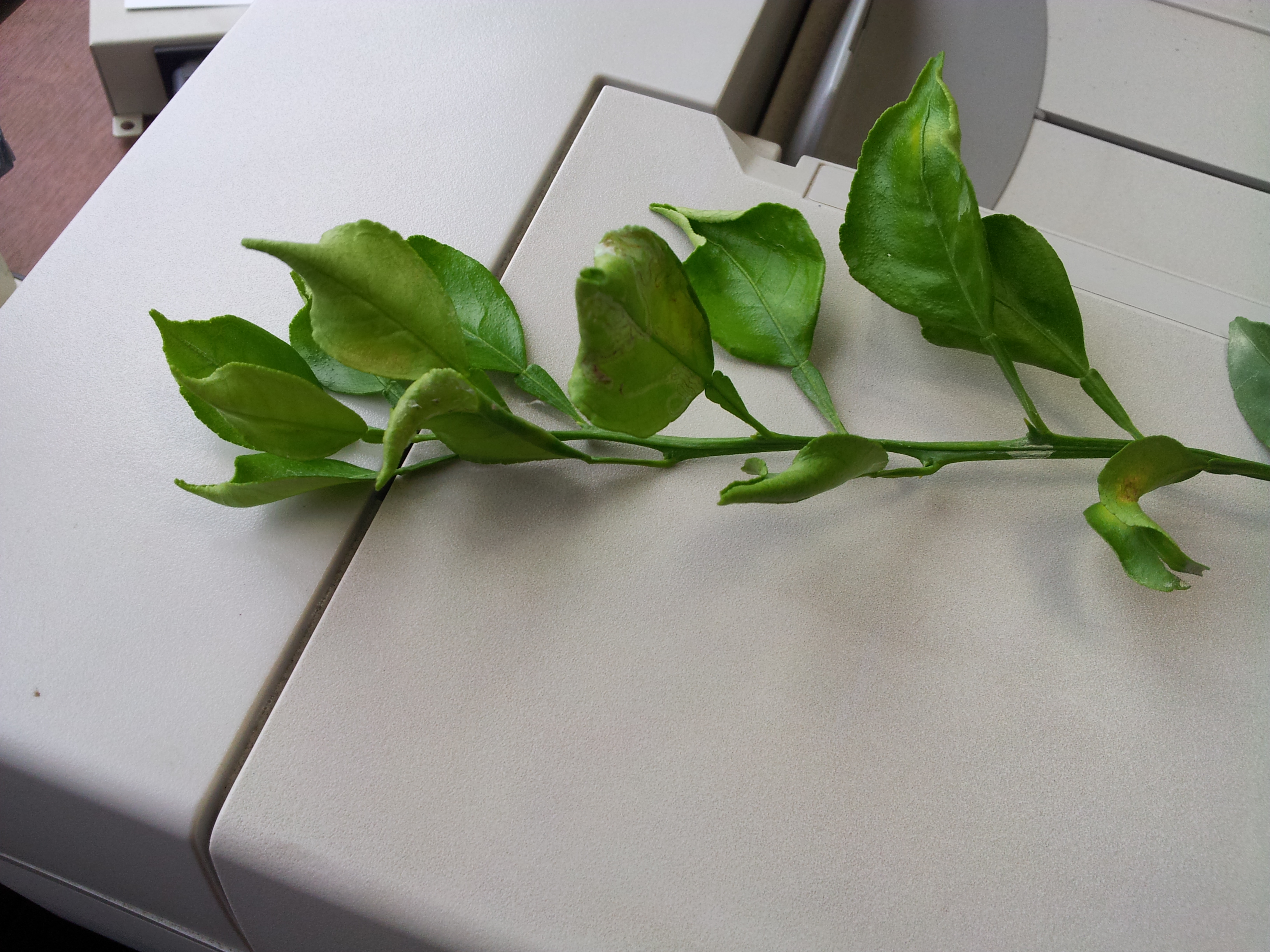 한라봉 새순 이상현상...